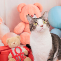 サカモト
