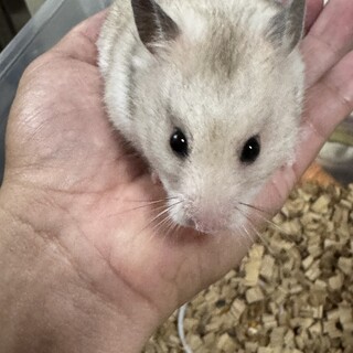 ハムスターの里親募集