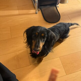 2歳のかわいい男の子のダックスフンド