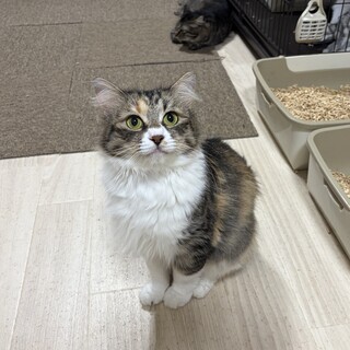 10月25日てらねこ譲渡会参加　人懐こいのんちゃん