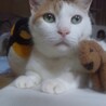 kokohore_nya