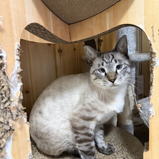 10月25日てらねこ譲渡会参加　のりすけくん
