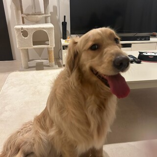 ゴールデンレトリバー　4歳