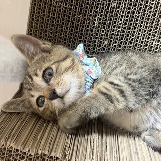 【平日ブラザーズ】水曜日ちゃん