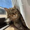 かのんぺろ