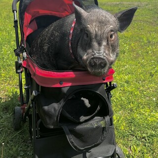 ミニブタのオス４才