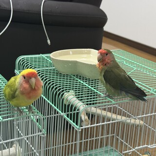 コザクラインコ　メス二羽