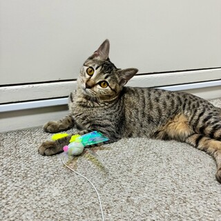 タビー模様が美しいキジ猫かんなちゃん