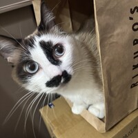 本鮪大トロ