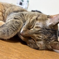 チー