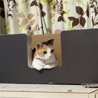 ラテ