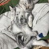 おろぴ