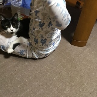 特定の家族になつくかわいいハチワレちゃん