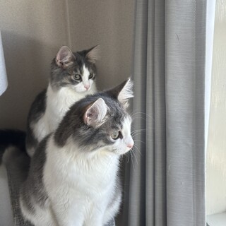ノルウェージャンフォレストキャット兄弟里親募集