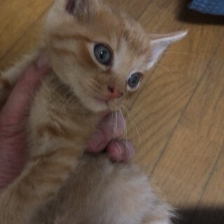 生後1か月の子猫達