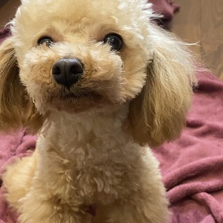 トイプー去勢済み6歳血統書付き