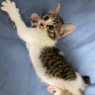 とても元気な６匹の子猫