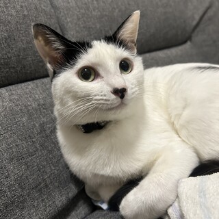 鼻のハートがチャームポイント♡甘えん坊の美猫ちゃん