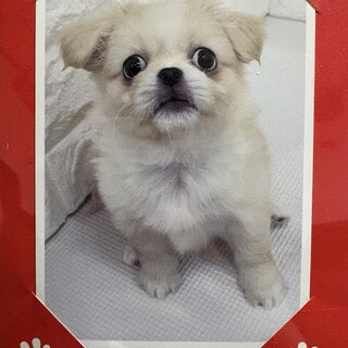 かわいいハーフ犬