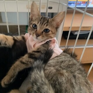 可愛い丸顔のキジトラ ビビンパちゃん