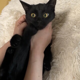 超甘えん坊！丸顔もふもふ中毛！黒猫ちゃん　避妊済