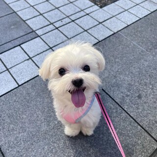 マルチーズ♡大切にしてくださる里親様募集