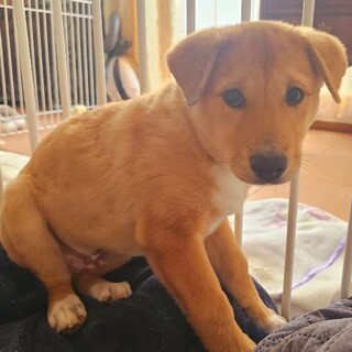 【倉敷市保健所収容】ちゃたろうくん