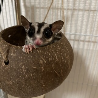お目目が可愛いタイムくん