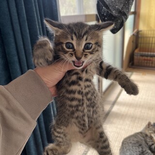 子猫　オス1匹　メス2匹