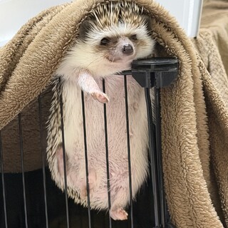ハリネズミの里親募集中
