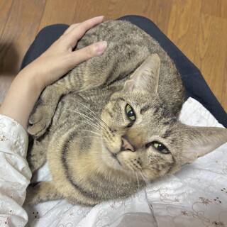 キジトラのママ、しきちゃん