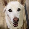 にィこ