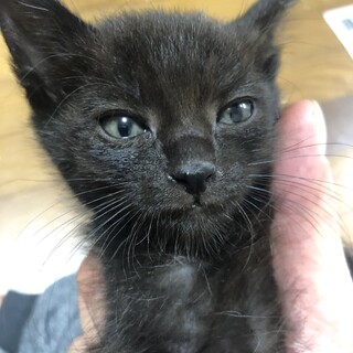 子猫五兄弟