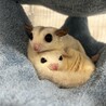 モモ実
