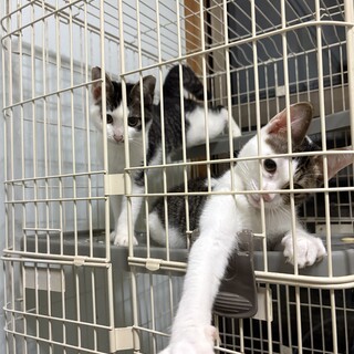 子猫2匹の里親募集