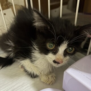 ハチワレ(オス)3ヶ月の子猫
