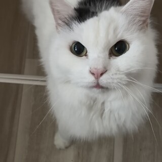 スコティッシュ風　長毛　「しーちゃん」