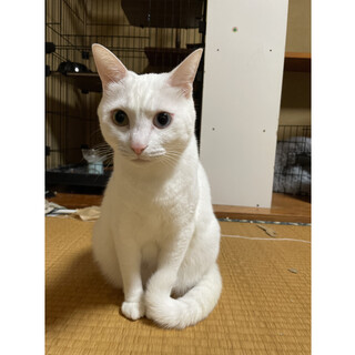 甘えん坊でおしゃべりな猫ちゃん