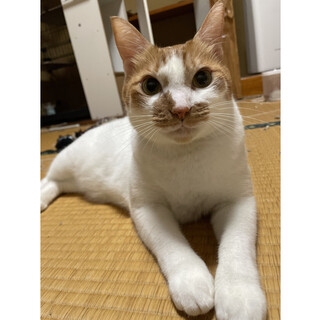 茶白猫ちゃん