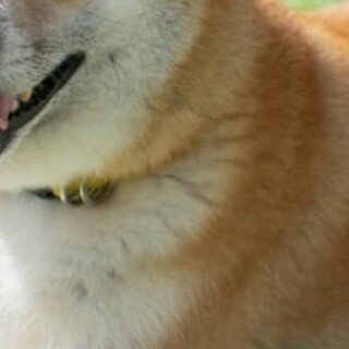 噛みません