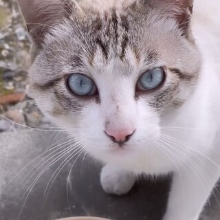 おっとり猫