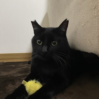 かぎしっぽ  甘えんぼうな、おしゃべり黒猫 