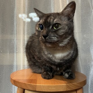 ブラックスモーク　「くーちゃん」