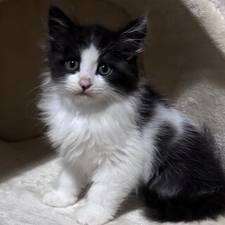 【長毛】ふわっふわの白黒ハチワレ