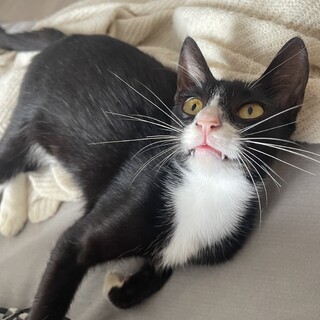 猫の里親を探しています