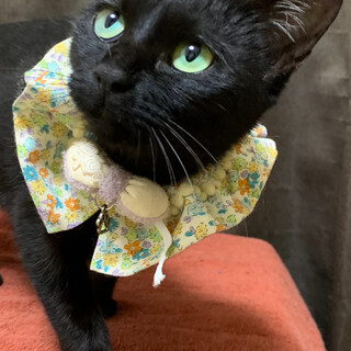 たいこさん　捨てられても人が大好きな黒猫