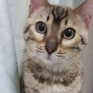 ベンガルの男の子