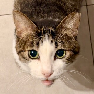 人間が大好きな3本足のネコ