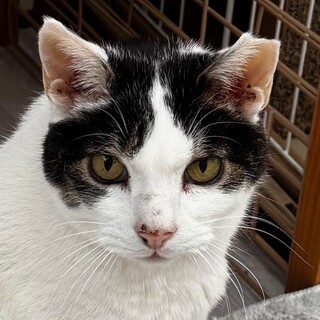 【10歳♂多摩市】地域猫歴10年、穏やかで人大好き