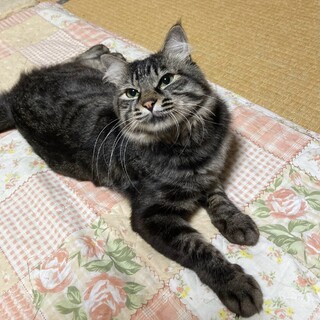 フサフサしっぽのりゅうくん